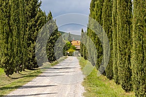 Italian cypress trees rows and a white road rural landscape near Siena, Tuscany, Italy