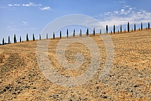 Italian cypress trees rows and yellow field rural landscape, Tuscany, Italy.