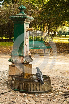 Italian drinking well in a park with water and pigeon.