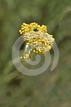 Italian everlasting flower buds