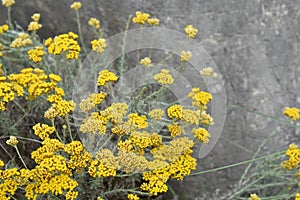 Italian everlasting flowers