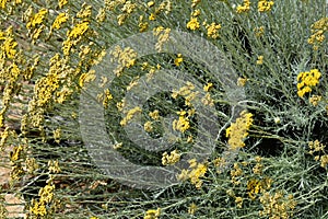 Italian everlasting yellow flowers