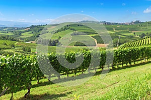 Italian farmland. The hilly valley of the Langhe region, Italy, Piedmont. Italian vineyards. Fertile land