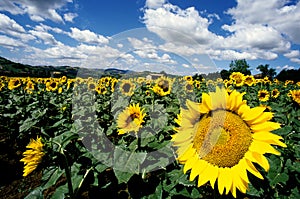 Italian flowers sunflowers photo