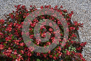 Italian garden flowerbed