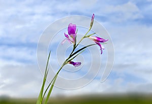 Italian gladiolus in field