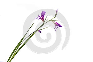 An Italian gladiolus flower