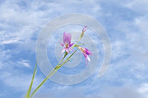 An Italian gladiolus flower