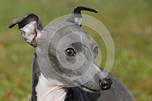 Italian greyhound