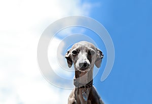 Italian Greyhound