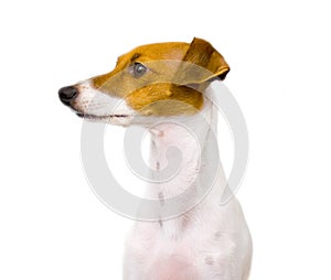 Italian Greyhound