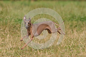 Italian Greyhound