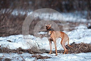 Italian greyhound