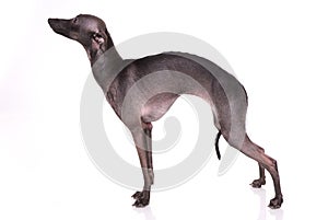 Italian greyhound