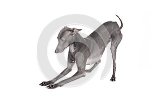 Italian greyhound blue color