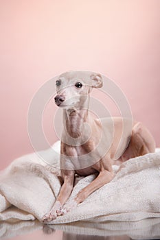Italian greyhound on a color background in studio