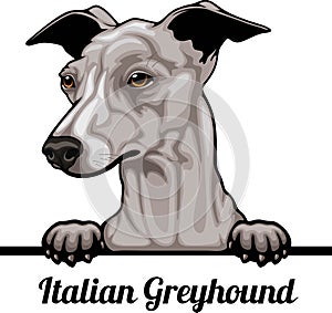 Italian Greyhound - Color Peeking Dogs - dog breed. Color image of a dogs head isolated on a white background