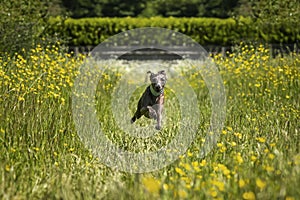 Italian Greyhound Dog - in action running and flying in a meadow with ears and paws up