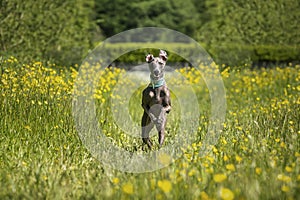 Italian Greyhound Dog - in action running and flying in a meadow with ears and paws up