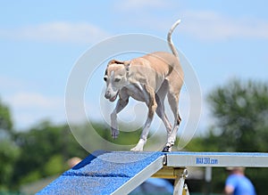 Italian Greyhound at Dog Agility Trial