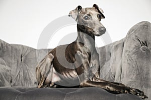 Italian Greyhound dog on armchair against background