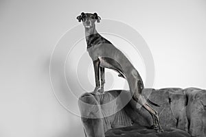 Italian Greyhound dog on armchair