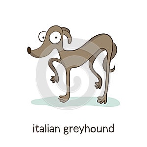 Italian greyhound. Dog character on white
