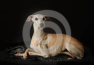 Italian Greyhound dog over black photo