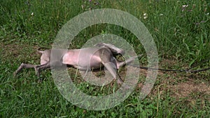Italian greyhound dog playing on grass