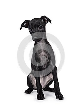 Italian Greyhound dog pup on white background