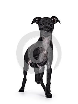 Italian Greyhound dog pup on white background