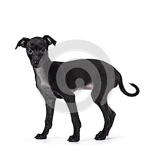 Italian Greyhound dog pup on white background