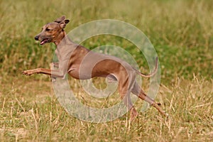 Italian greyhound dog runs on the grass