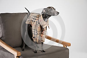 Italian Greyhound dog in shirt on armchair against background