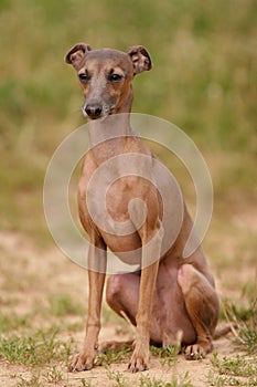 Italian greyhound dog sitting on the grass