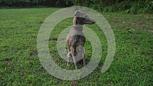 Italian greyhound dog sitting in green grass outdoor