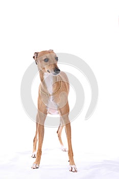 Italian Greyhound dog standing