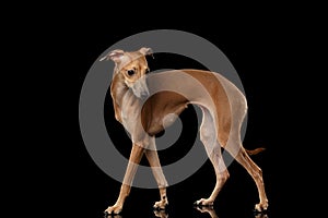 Italian Greyhound Dog Standing on Mirror, Posing Profile isolated Black photo