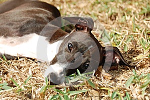 Italian Greyhound in Grass
