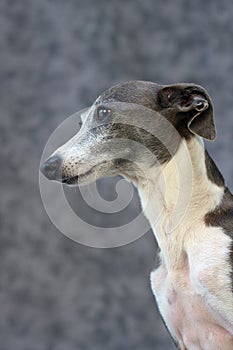 Italian Greyhound I