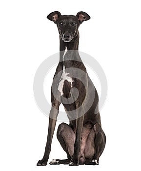 Italian Greyhound isolated on white