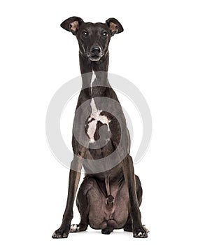 Italian Greyhound isolated on white