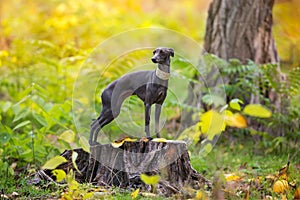 Italian greyhound in park