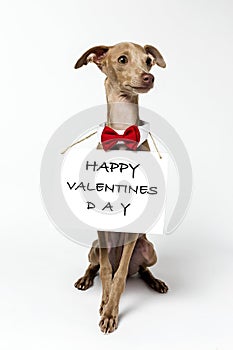 Italian Greyhound Piccolo dog portrait