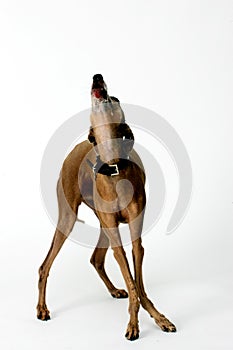 Italian Greyhound, Piccolo Levriero Italiano