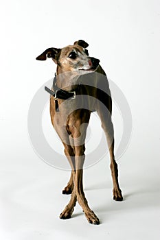 Italian Greyhound, Piccolo Levriero Italiano