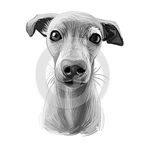 Italian Greyhound, Piccolo levriero italiano dog digital art illustration isolated on white background. Italy origin sighthound