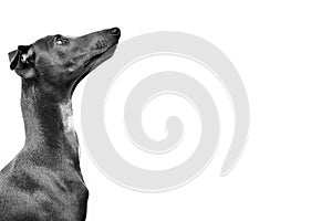 Italian greyhound. Portrait of cute puppy isolated on white background.