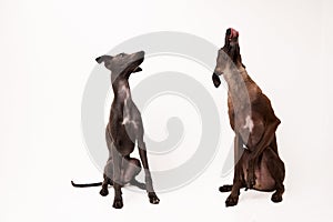 Italian greyhound. Portrait of cute puppy isolated on white background.