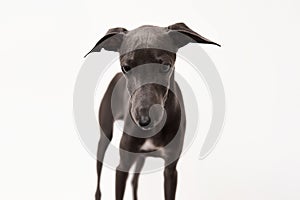 Italian greyhound. Portrait of cute puppy isolated on white background.